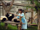 BR Doris LEUTHARD in Panda Research Breeding Base in Chengdu