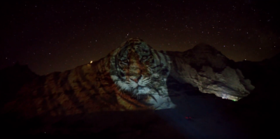 Tigre sur la face nord de l'Eiger