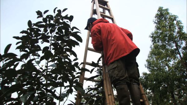 « Passion Magnolia » - Portrait d’un homme qui met la plante exotique au cœur de sa vie